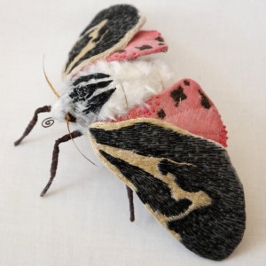 Palm-Sized Moths That Won’t Give You the Heebie Jeebies, I Promise ...