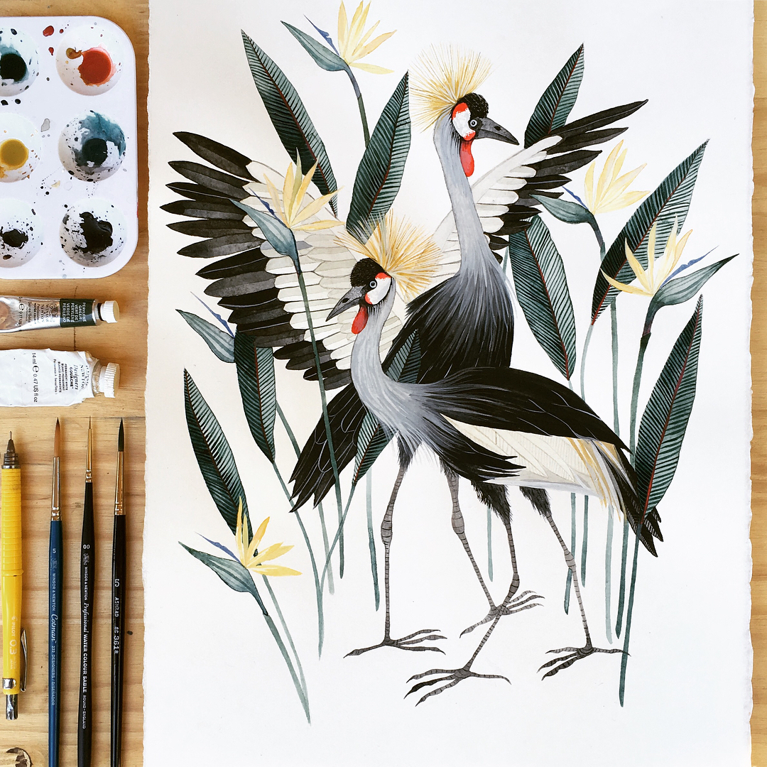 Bird illustrations by Georgina Taylor