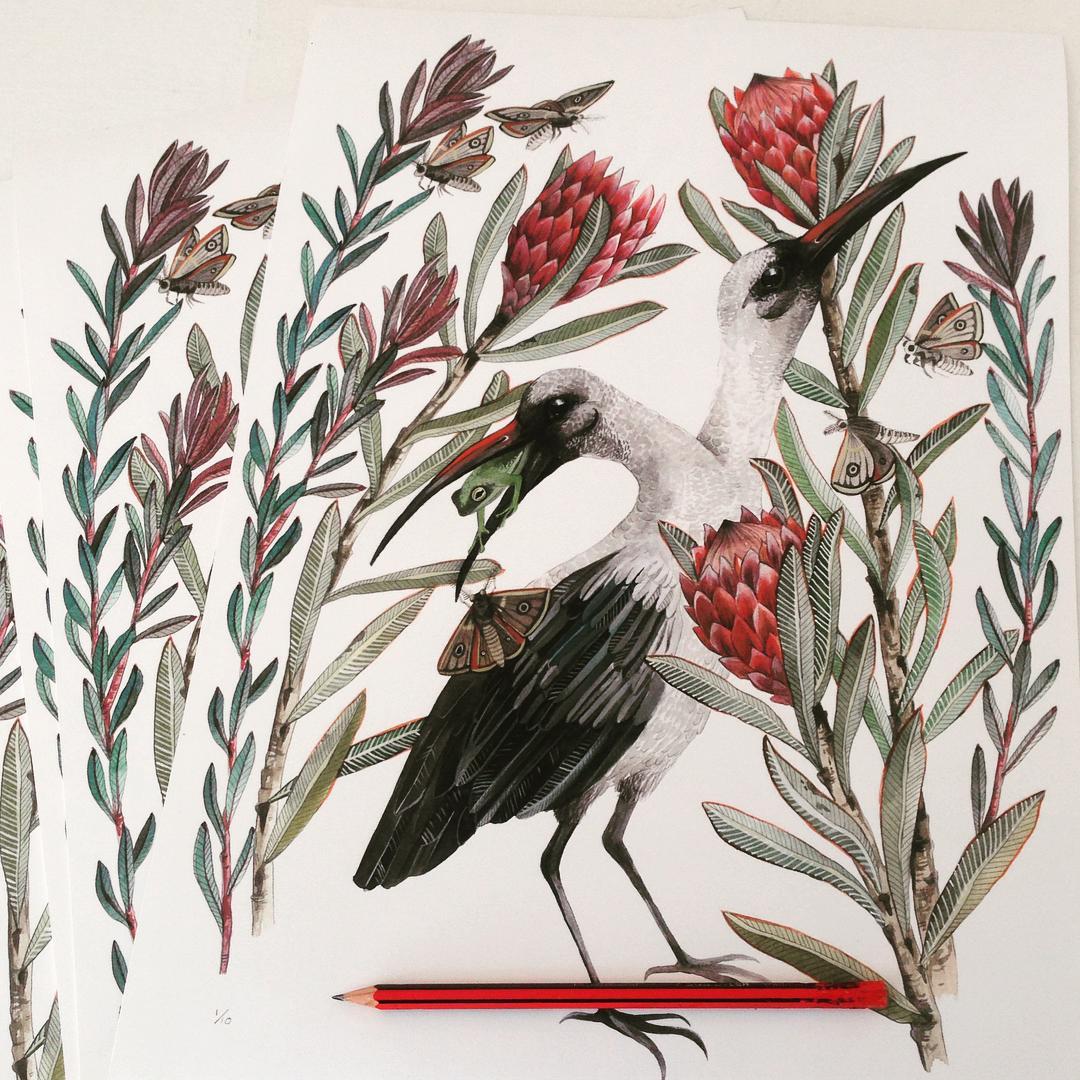 Bird illustrations by Georgina Taylor