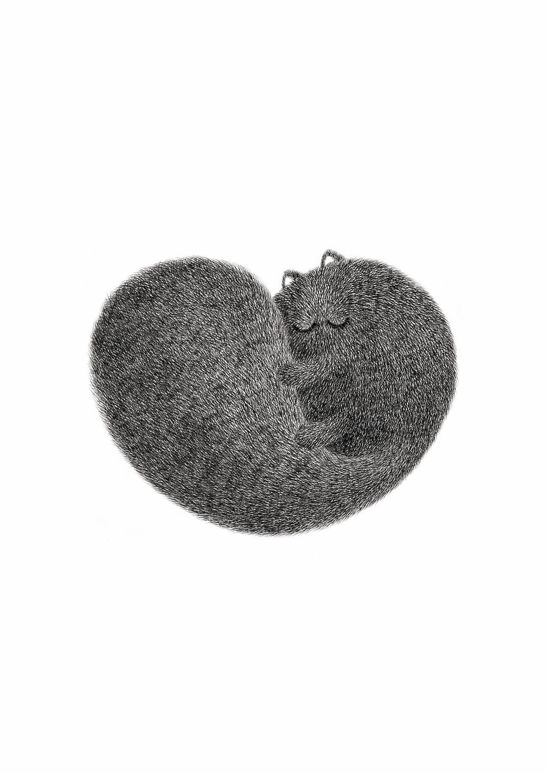 Fluffy cat illustration by Kamwei Fong