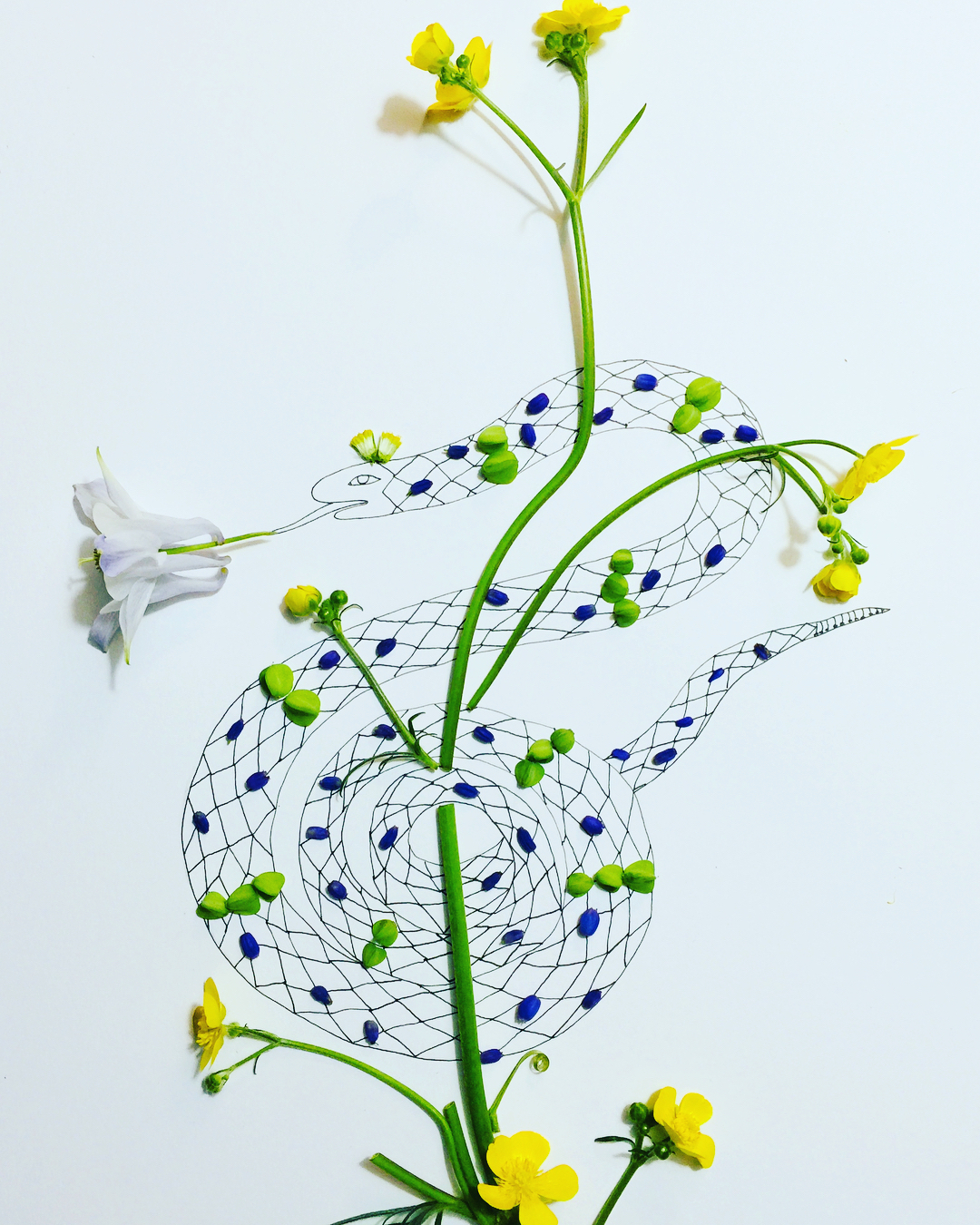 Flower drawings by Melissa Flesher