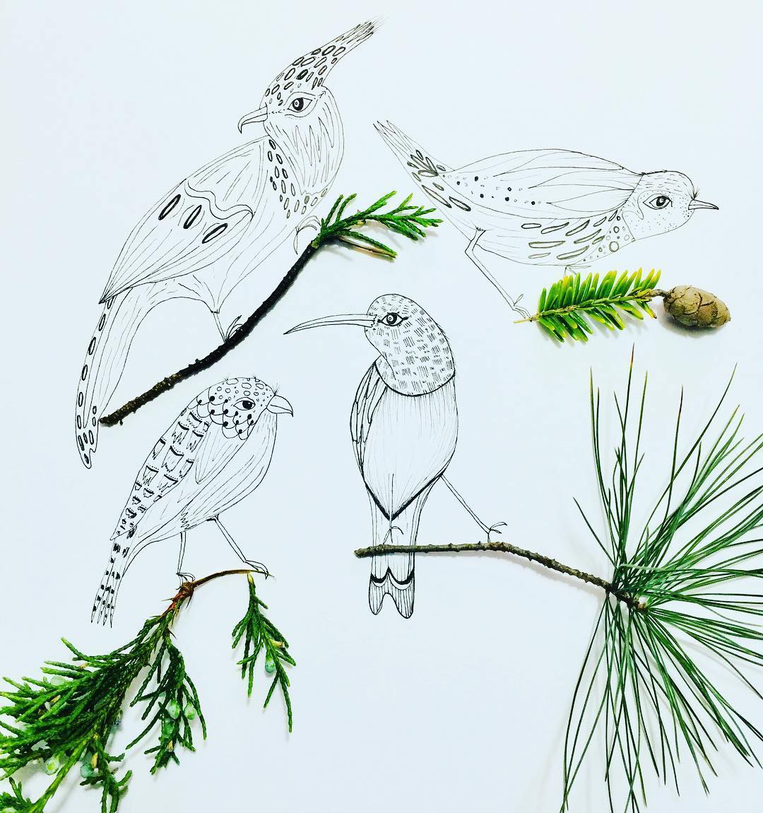 Real nature in drawing by Melissa Rossi Flesher