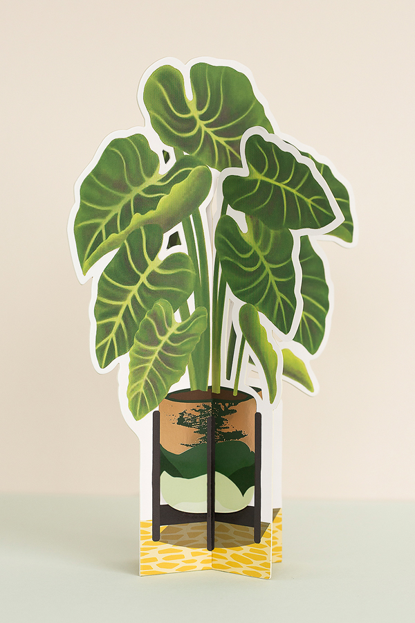 Elephant ear paper plant