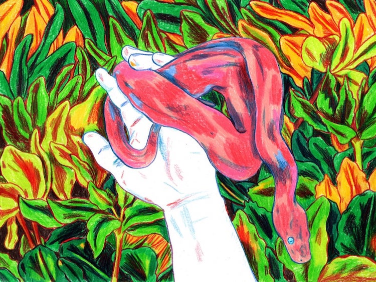 Colored pencil illustration by Hannah Lock