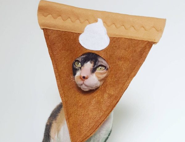 Pumpkin pie cat costume