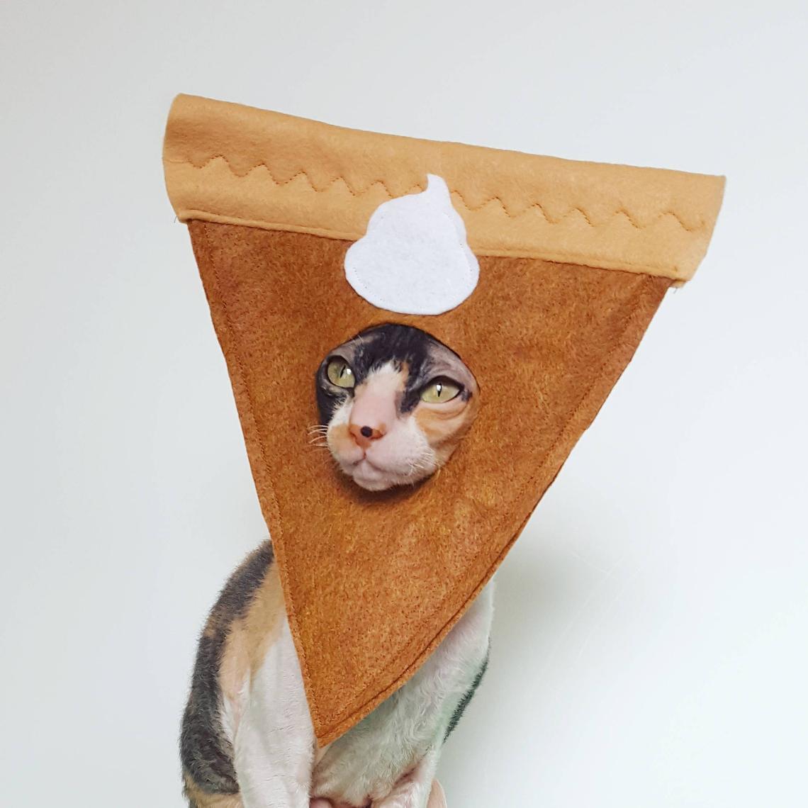 Pumpkin pie cat costume